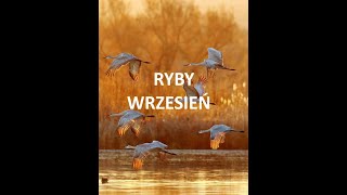 TAROT RYBY  WRZESIEŃ 2024 [upl. by Shivers]