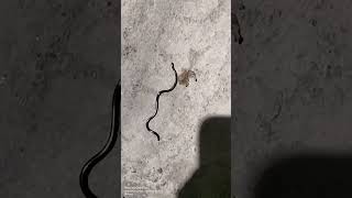 Biggest is Anakonda and Smallest snake in the world brahminy blind snake lucky to see today [upl. by Salamone]