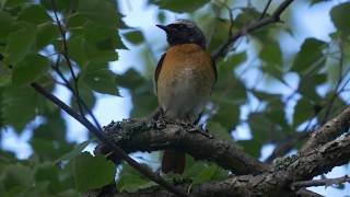 Common Redstart [upl. by Manley]