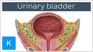 Urinary bladder function blood supply and innervation  Human Anatomy  Kenhub [upl. by Arno]