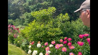 EVERYTHING to know about growing peonies 300 in this Maine garden [upl. by Eleumas]