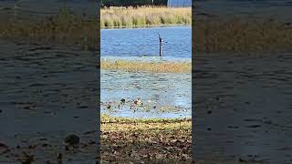 wildlife birdspotting nature Anhinga birdwatching bird birdwatch americanbirdwatching [upl. by Frangos]