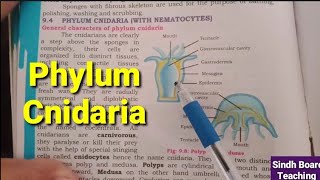 Phylum Cnidaria XI Biology [upl. by Anelim338]