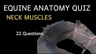 Quiz Learn Equine Anatomy Neck Muscles attached to the horses cervical vertebrae [upl. by Vtehsta245]