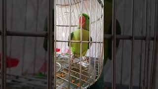 My parrot is listening this music very seriously 🤣🤣🤣 trending parrot funny [upl. by Joo736]