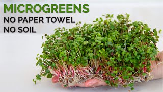 How to grow microgreens without soil  Hydroponic method [upl. by Alleyn449]