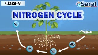 Nitrogen Cycle – Natural Resources  Class 9 Science  Biology – eSaral [upl. by Anastos]