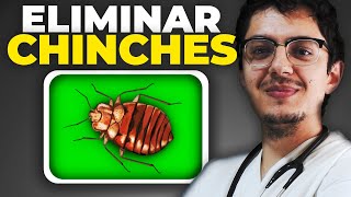 CHINCHES de CAMA  como ELIMINAR CHINCHES y 10 CONSEJOS muy IMPORTANTES [upl. by Steady]