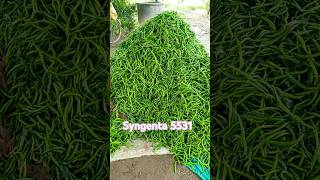 syngenta 5531mirchi farming indianfarmer gardening youtubeshorts indianoccupation शेती [upl. by Cantone413]