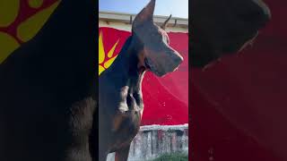 gilgamesh doberman doglover dog youtubeshorts puppy [upl. by Ellennod]