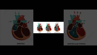 A level biology edexcel A Cardiac cycle [upl. by Velasco]