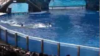 Killer whale kills trainer at Orlandos Sea World Dawn Brancheau Rip [upl. by Grady]