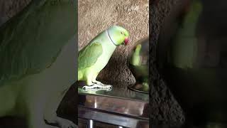 Kittu Playing 😁🦜 shorts parrot [upl. by Zil]