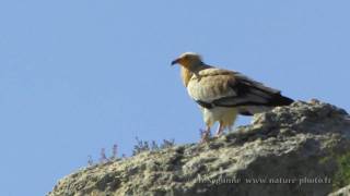 Le vautour percnoptère Neophron percnopterus [upl. by Ellenohs827]