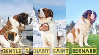 Lets Know About Saint Bernard  A Biggest Dog in The World  Large Dog Breeds  St Bernard Puppies [upl. by Alyson]