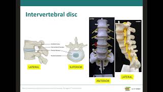 Vertebral Column Common Features [upl. by Valina619]