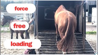 How to trailer load a horse without force [upl. by Annaik]