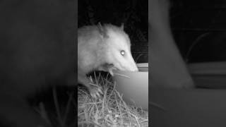 Thirsty Opossum shorts opossum animals animal nature wildlife night florida cuteanimals [upl. by Nylleoj]