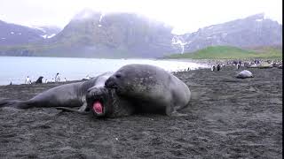 male elephant seal fight 2 [upl. by Eirolam]