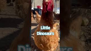 🐓 Chickens are Little Dinosaurs chickens [upl. by Ennobe]