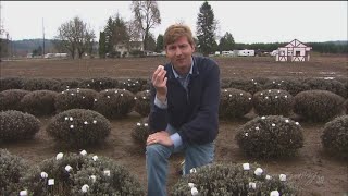 Marshmallow farming the fields of Puyallup  KING 5 Evening [upl. by Twelve]