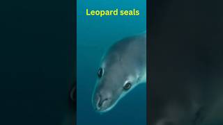 leopard seal trending shorts short youtubeshorts short [upl. by Ydoc]