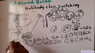 Antibody class switching VDJ recombination [upl. by Ailhad]