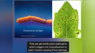 Bacteria in clouds Ice Nucleation by P syringae [upl. by Naul]