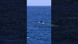 Lime Kiln Point State Park orcas sealife washington [upl. by Naesar692]