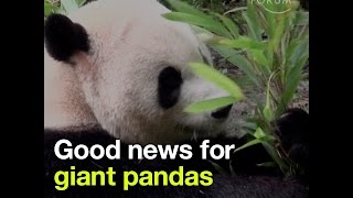 Good news for giant pandas  They are no longer considered endangered [upl. by Itraa]