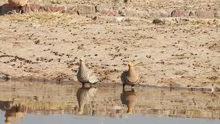 Chestnutbellied Sandgrouse drinking water [upl. by Duomham]