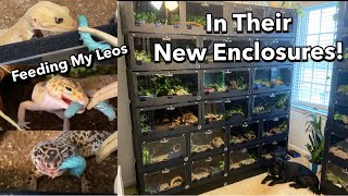 Feeding 30 Leopard Geckos in Their New Enclosures [upl. by Neelahs]