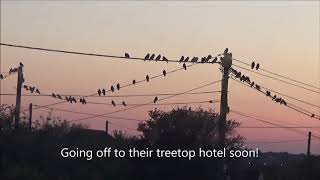 Jackdaws flock ready to roost [upl. by Odlaumor251]