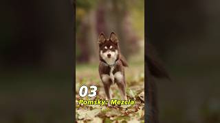 Pomerania  Husky  Pomsky 🐶 perrosalegres [upl. by Fritz]