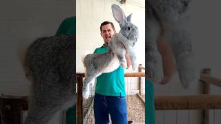 Coelho Gigante de Flandres bunny rabbit giantbunny [upl. by Attevad137]