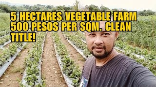 5 HECTARES VEGETABLE FARM 500 PESOS PER SQM CLEAN TITLE [upl. by Esila]