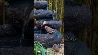 Zebra Finches at Waterfall in Bird Aviary [upl. by Oigaib]