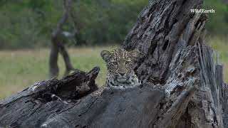 Nstumie the leopard in her nest [upl. by Remot616]