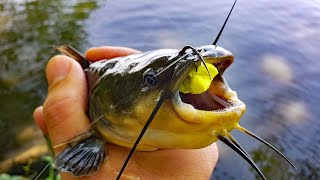 Spring Bullhead Fishing Catch and Cook [upl. by Dunc]