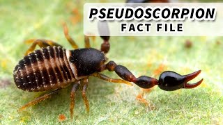 Pseudoscorpion Facts the FALSE Scorpion 🦂 Animal Fact Files [upl. by Sixela]