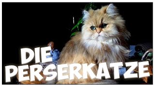 Die PERSERKATZE im Rasseportrait 6 JulisTierwelt  PERSER  persian cat [upl. by Kal435]