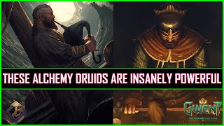 Gwent  These Alchemy Druids Are Insanely Powerful  Huge Finishing Combo [upl. by Aerehs]