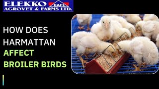 HOW DOES HARMATTAN AFFECT BROILER BIRDS [upl. by Eniluqaj]