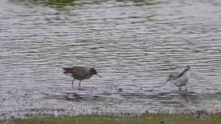 Terek Sandpiper Xenus cinereus [upl. by Siroved]