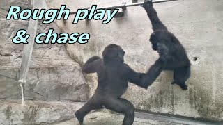 Little gorilla Jabali and Ringos nonstop play and chase  Jabali amp Ringo在玻璃屋不停的打鬧 [upl. by Zollie]