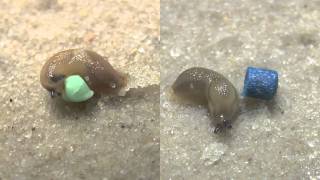 Slug Bait  Iron Baits vs Metaldehyde [upl. by Aiki]