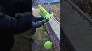 Harvesting process of cabbage grown on brick floor [upl. by De Witt]