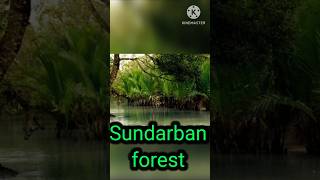 The largest forest in India Sundarban forest facts forest sundarban india shorts [upl. by Codding38]