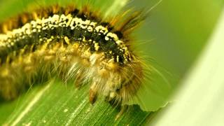 Bamboo Lappet Caterpillar Mealtime in Closeup タケカレハ幼虫が笹の葉を蚕食 [upl. by Chiquita]