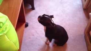 Real Talking Dog with Sophie the Boston Terrier [upl. by Letnoj]